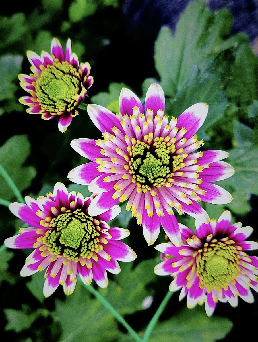 如皋水竹园的菊花