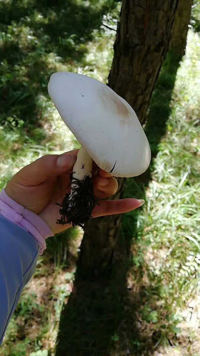 菌子的养殖有培训班吗,春天种蘑菇需要先消毒适当添加腐殖土