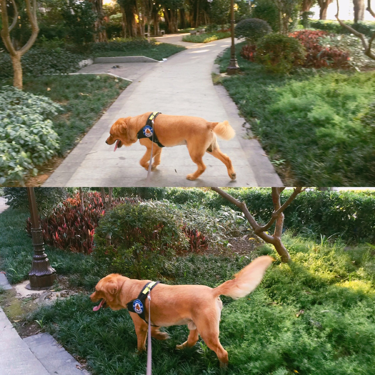 出去遛弯是你狗生的一大重要事