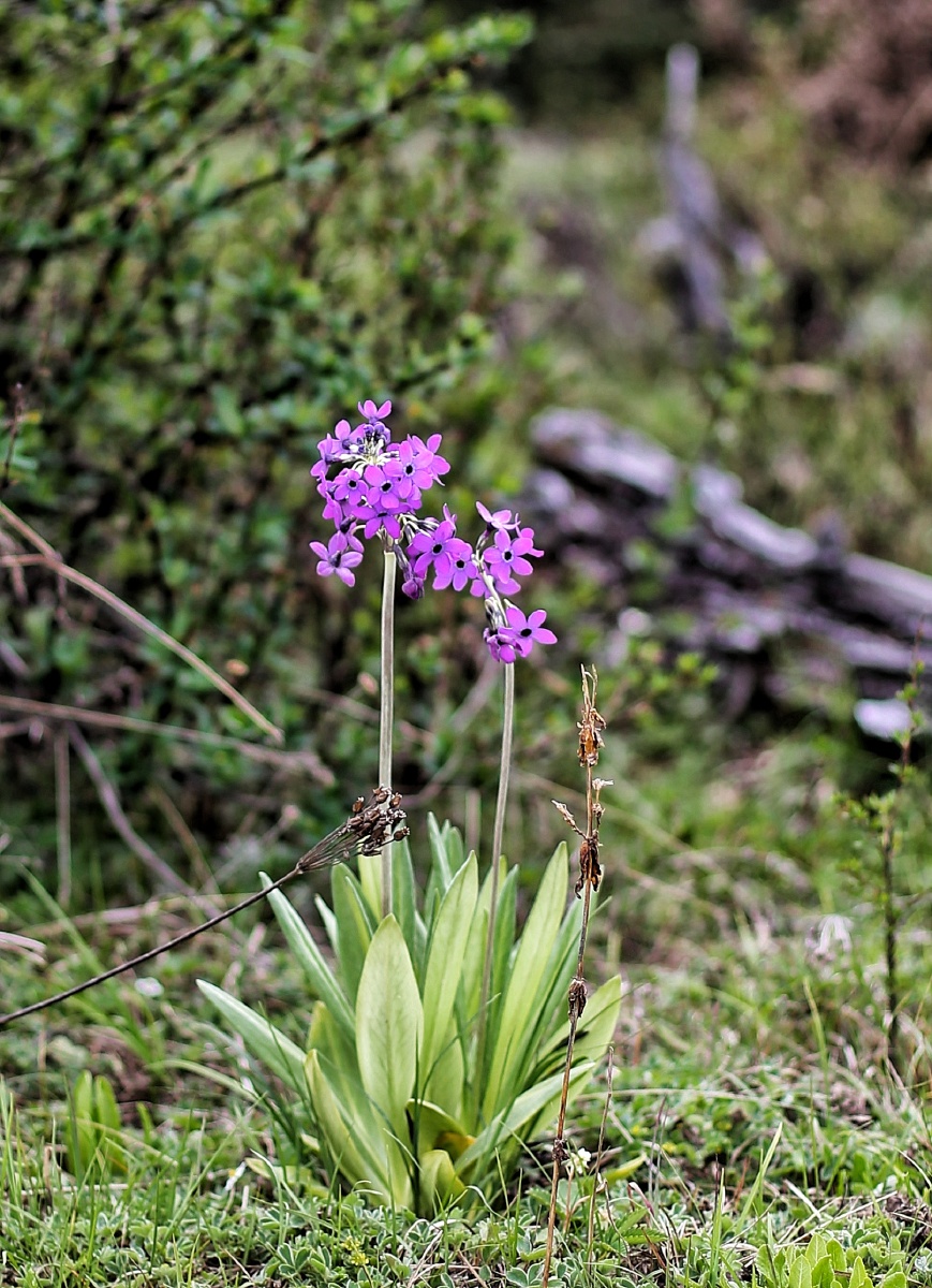 报春花? 摄于云南迪庆香格里拉市