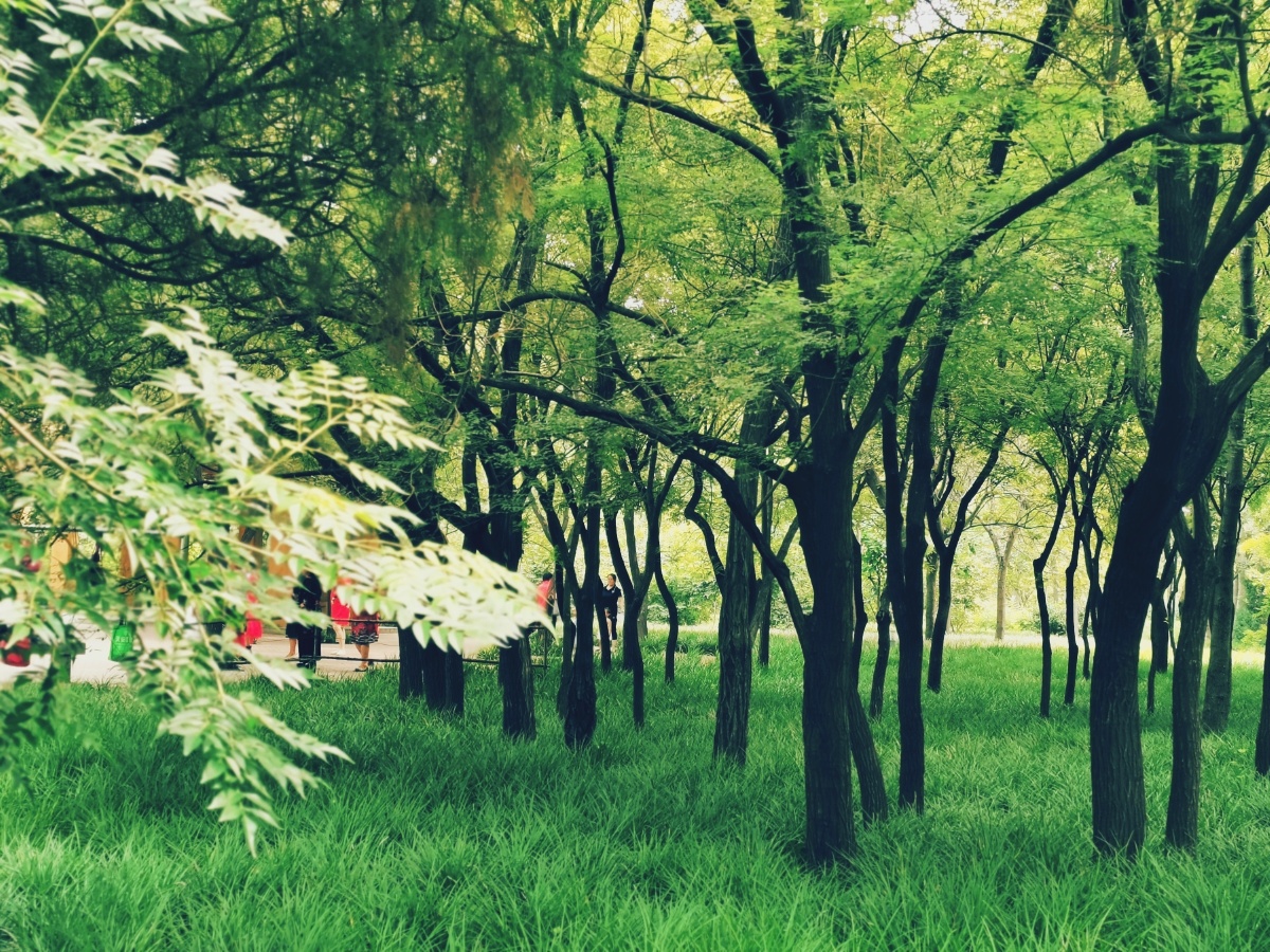 绿茵树下其乐融融