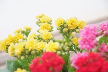 DSCF3121