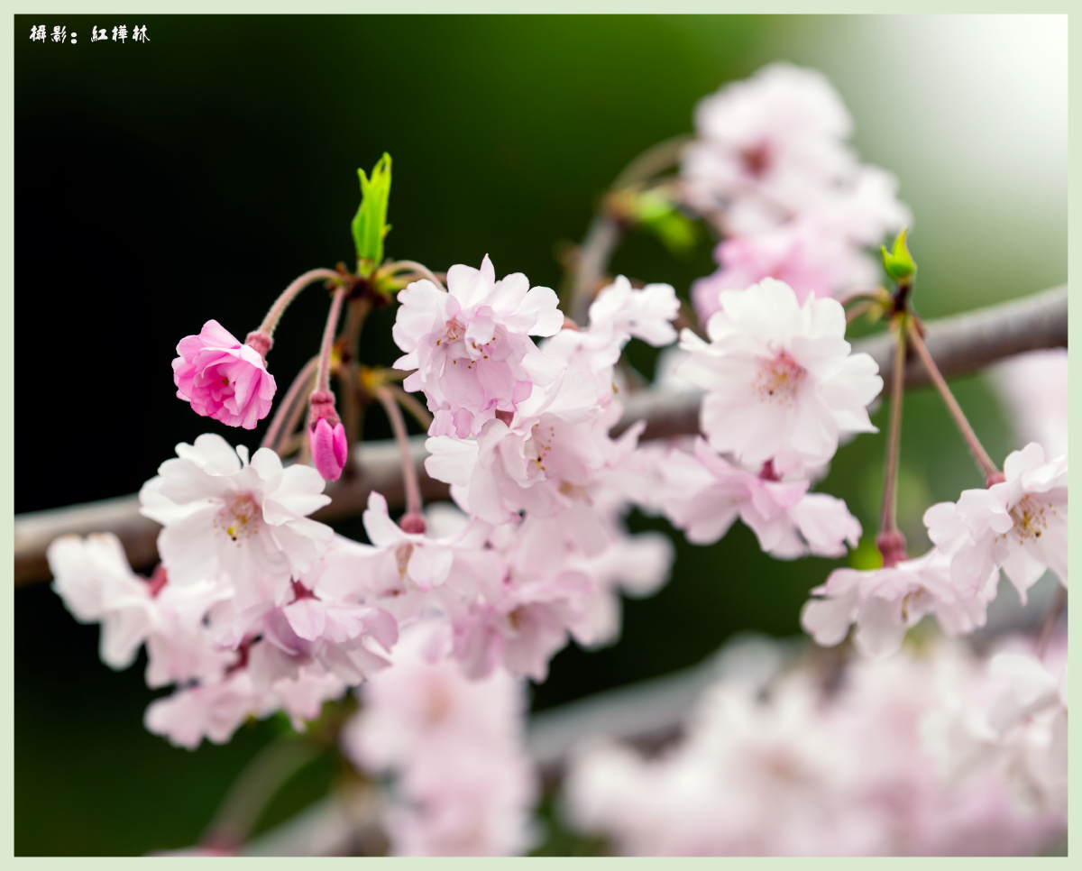 八重红枝垂樱稀有的垂枝樱花新品种