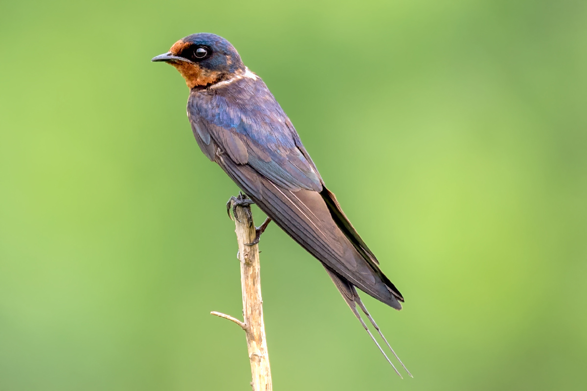 一只歇足的家燕摄于郑州黄河国家湿地公园