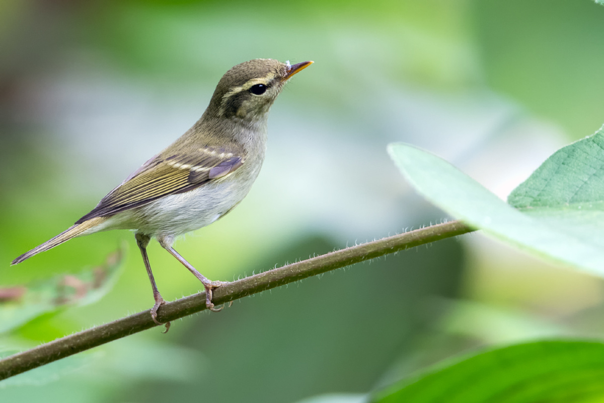 双斑绿柳莺——只有拇指大小的小精灵,在树上不安分地跳来跳去,很难