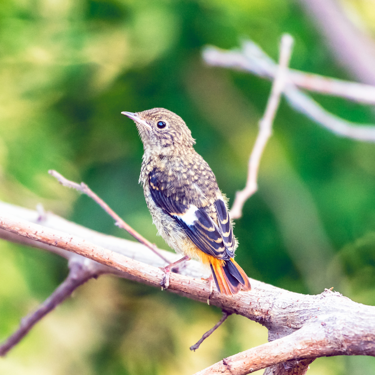 北红尾鸲和幼鸟