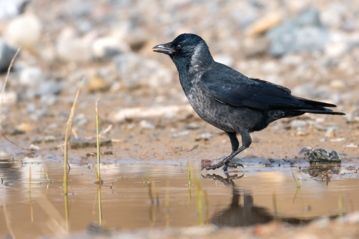 达乌里寒鸦幼鸟