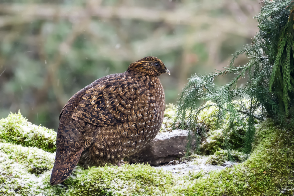 红腹角雉雌鸟国家二级保护动物