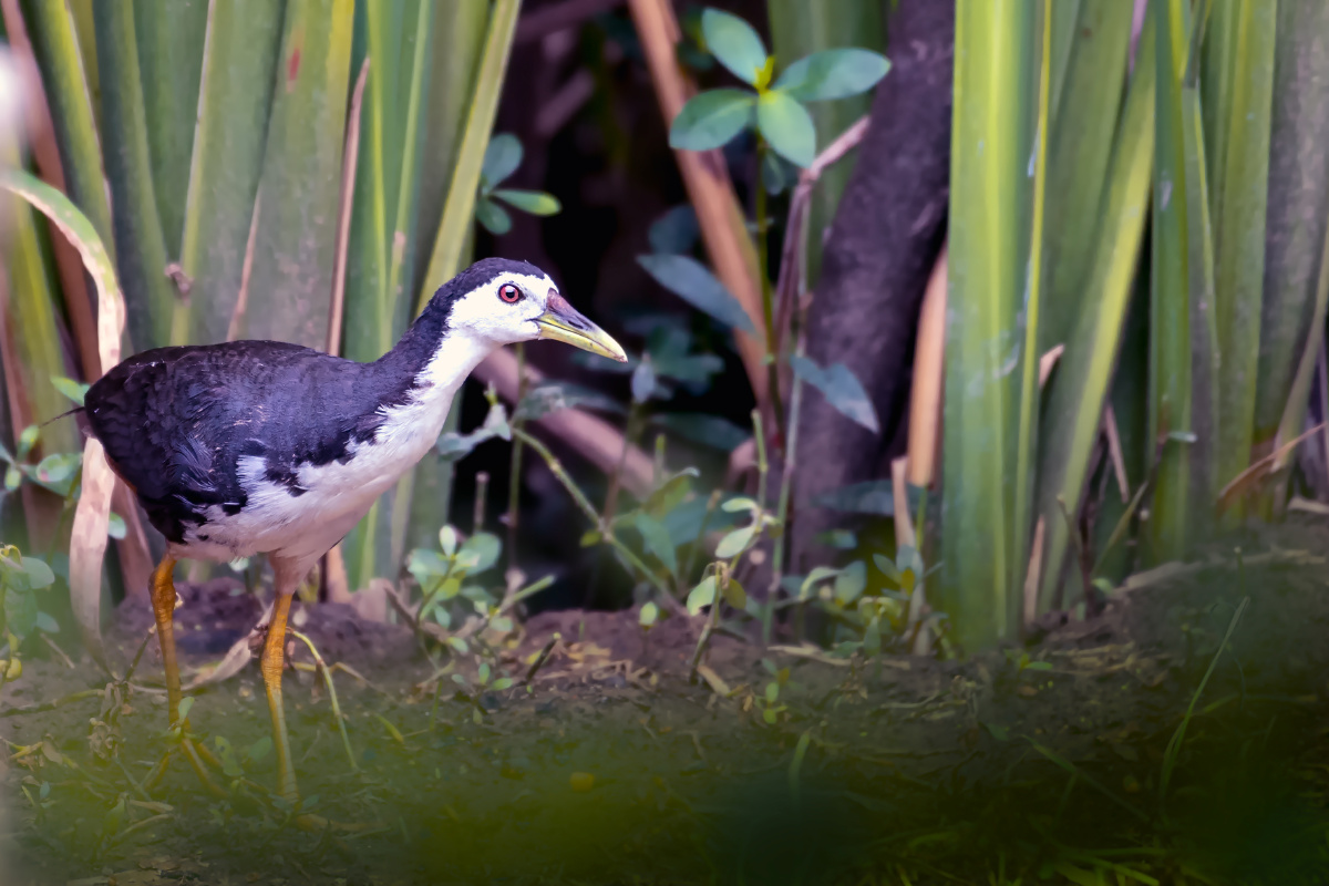 白胸苦恶鸟(别称白胸秧鸡,白面鸡,白腹秧鸡) - 红桦林_jefery - 图虫