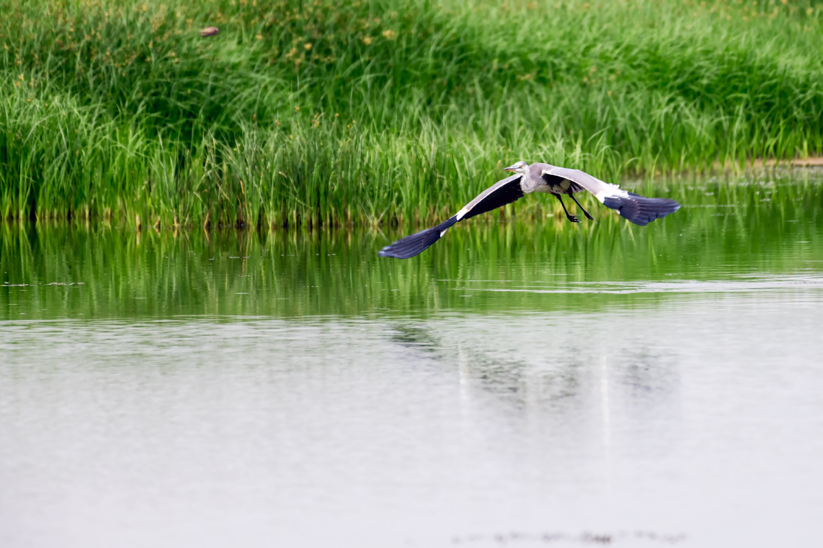 高大瘦削的苍鹭是南方的留鸟北方的夏候鸟