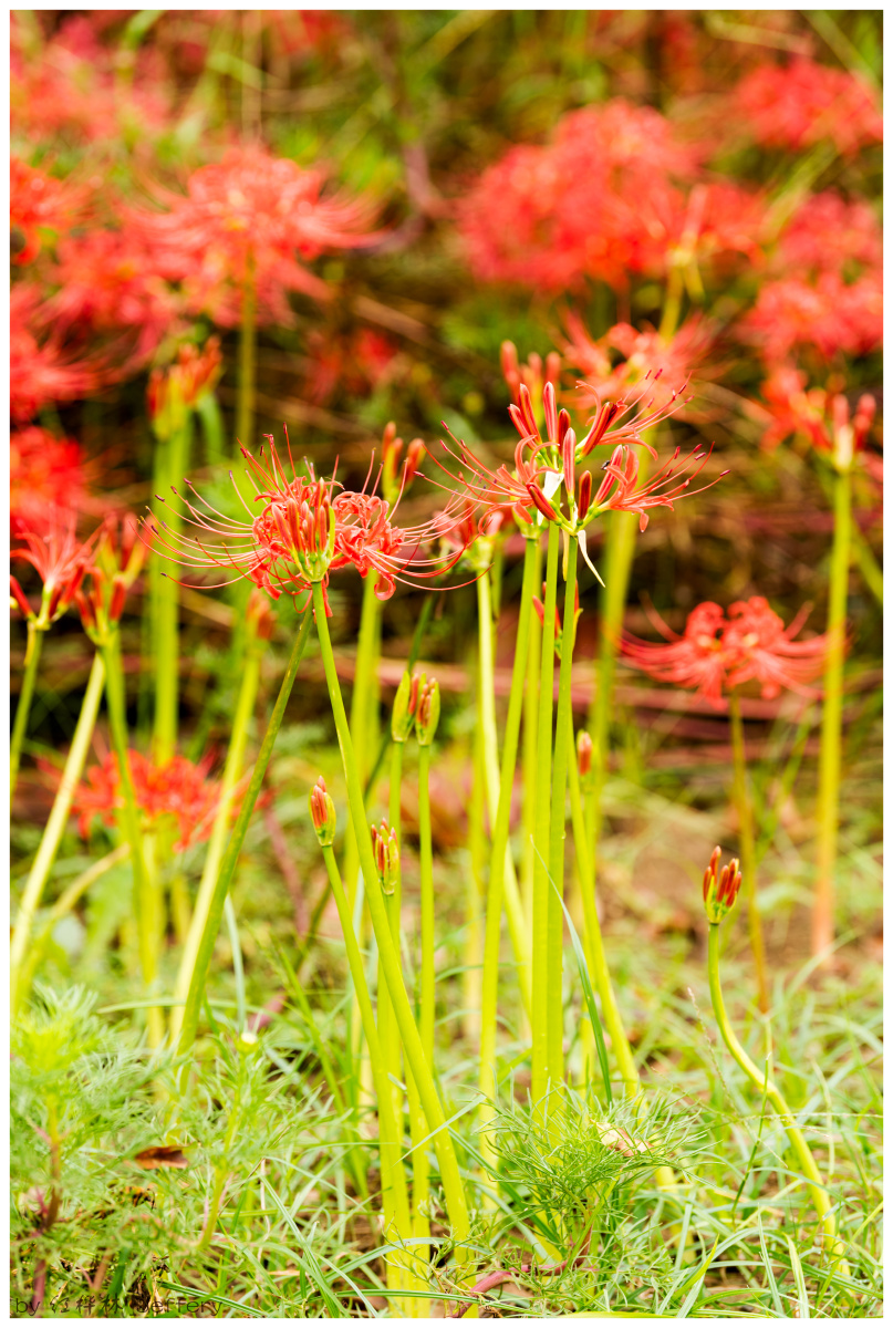 石蒜又叫彼岸花一种含义复杂丰富多样的美丽花卉