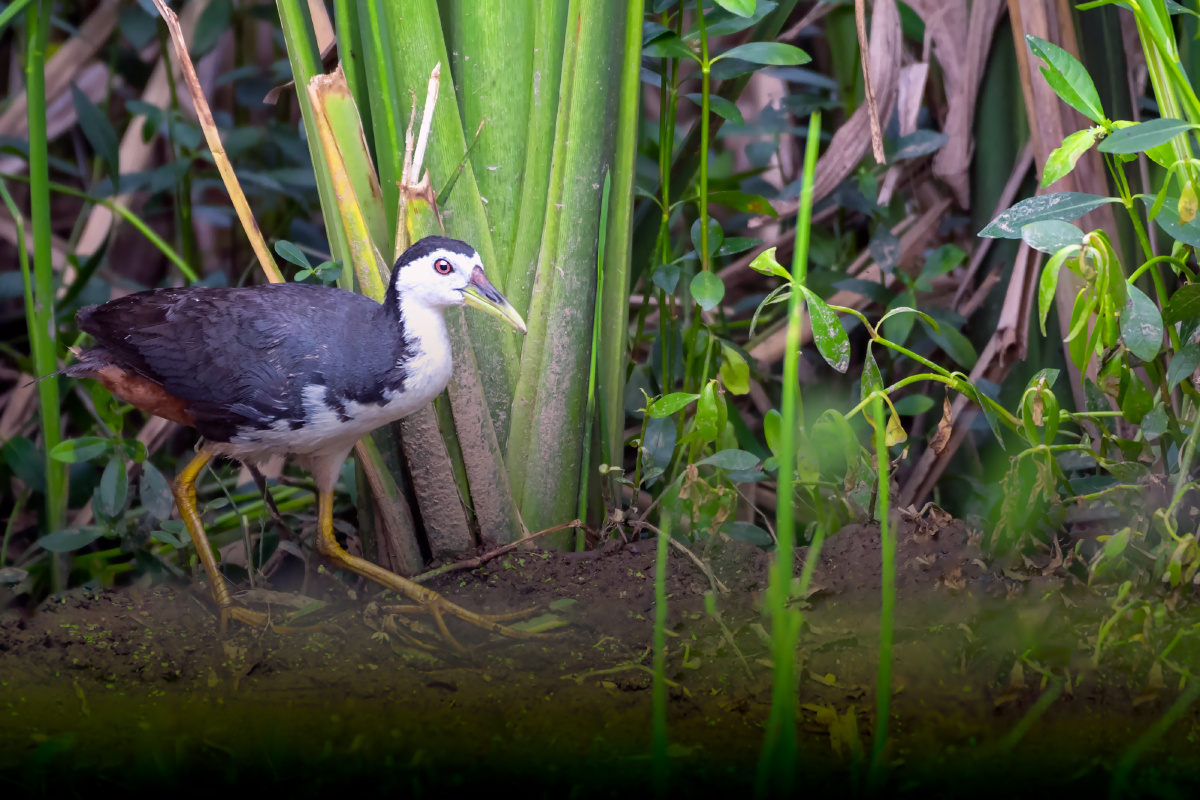 白胸苦恶鸟(别称白胸秧鸡,白面鸡,白腹秧鸡)