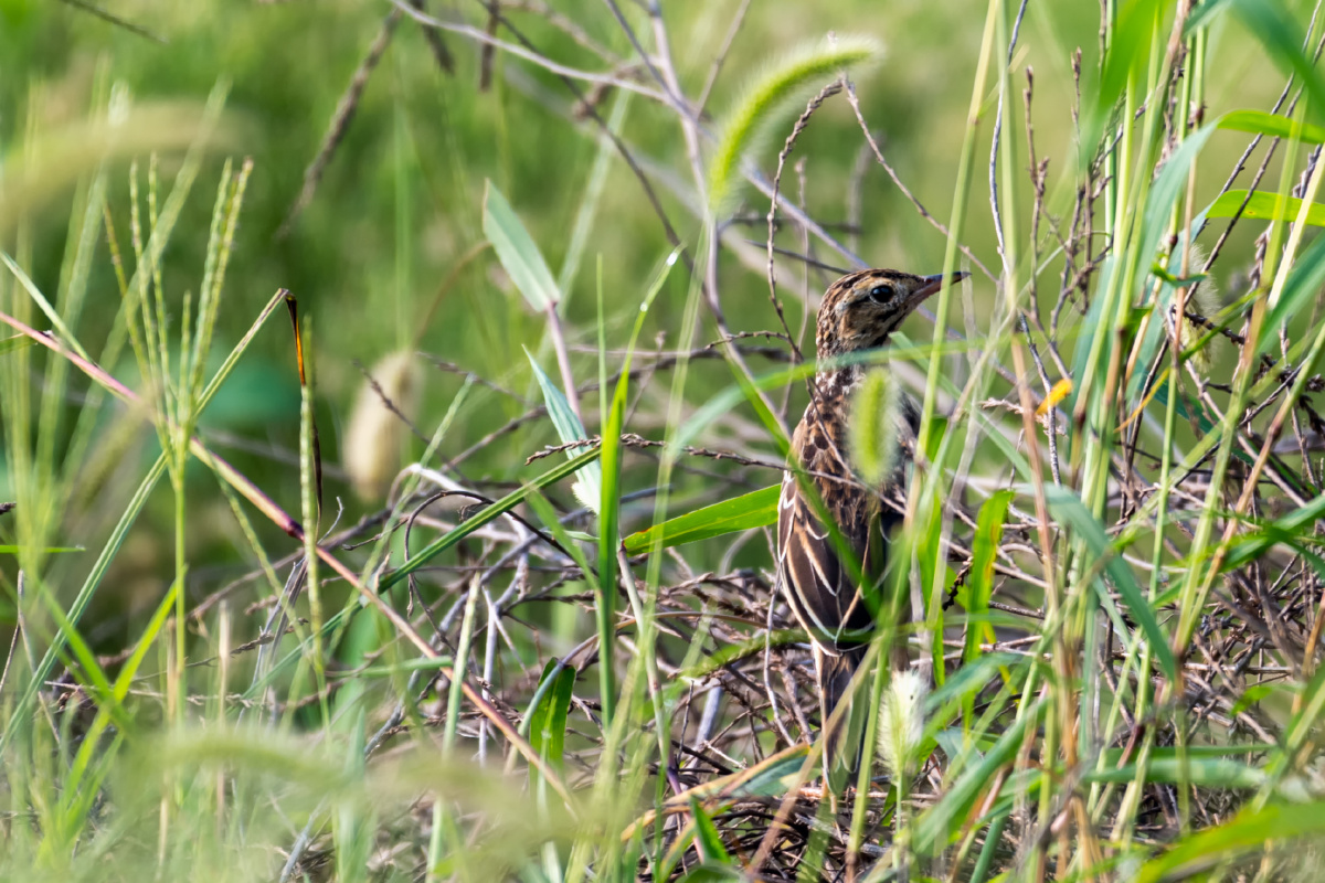 云雀其貌不扬的金嗓子歌手丹麦法国国鸟