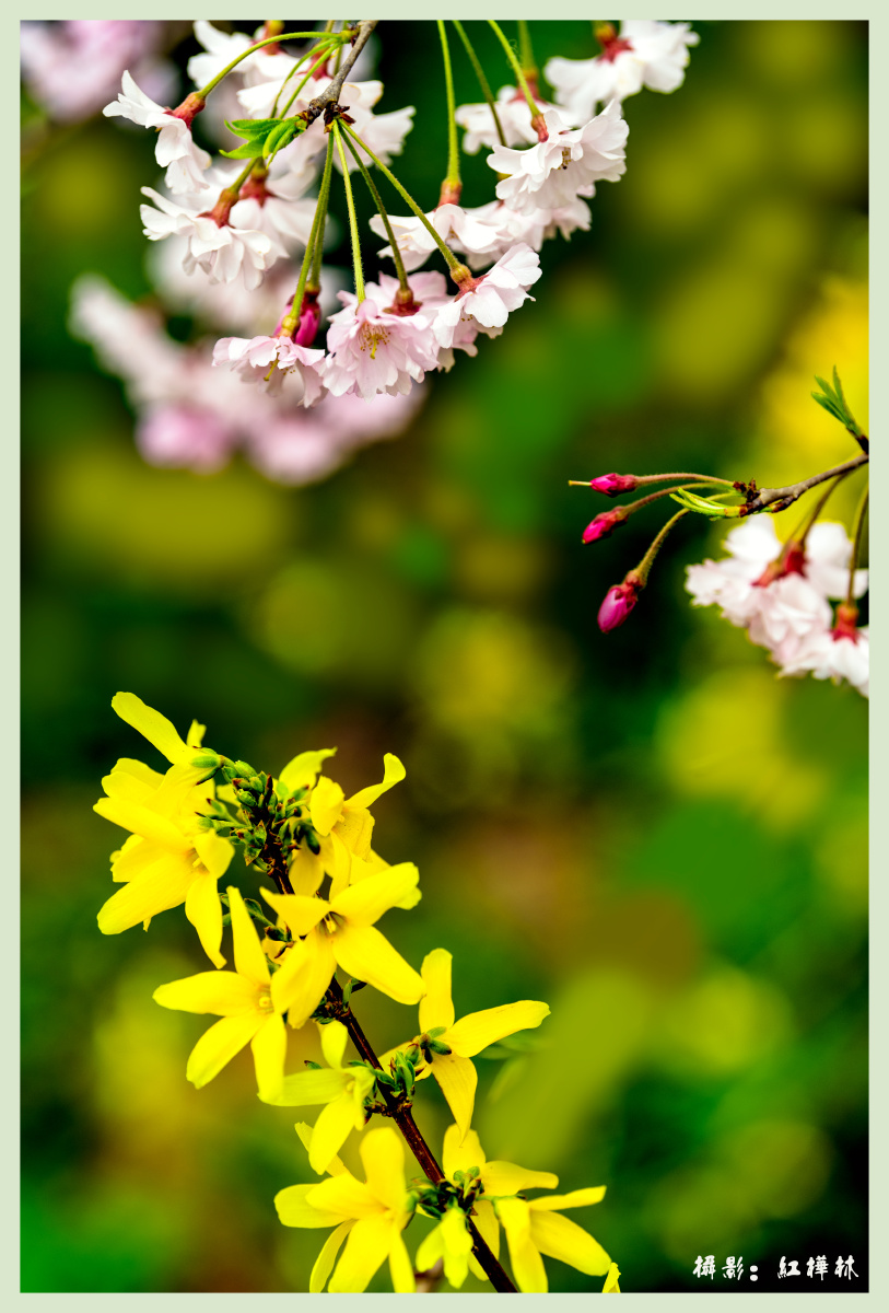 八重红枝垂樱——稀有的垂枝樱花新品种