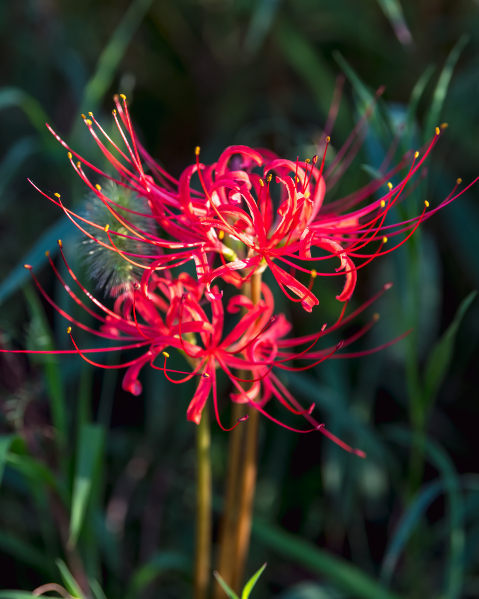红花石蒜彼岸花优美的纯洁