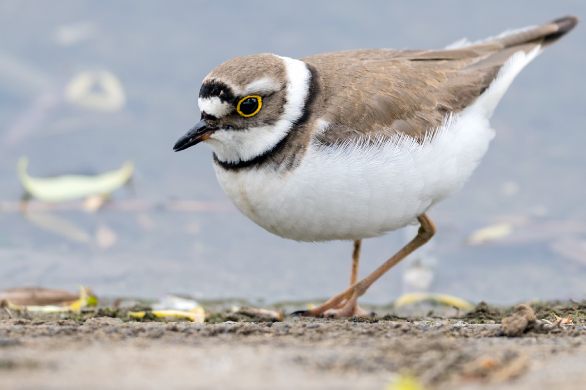 常单独或成对活动,偶积小群,较少与其他鸻鹬类混群.
