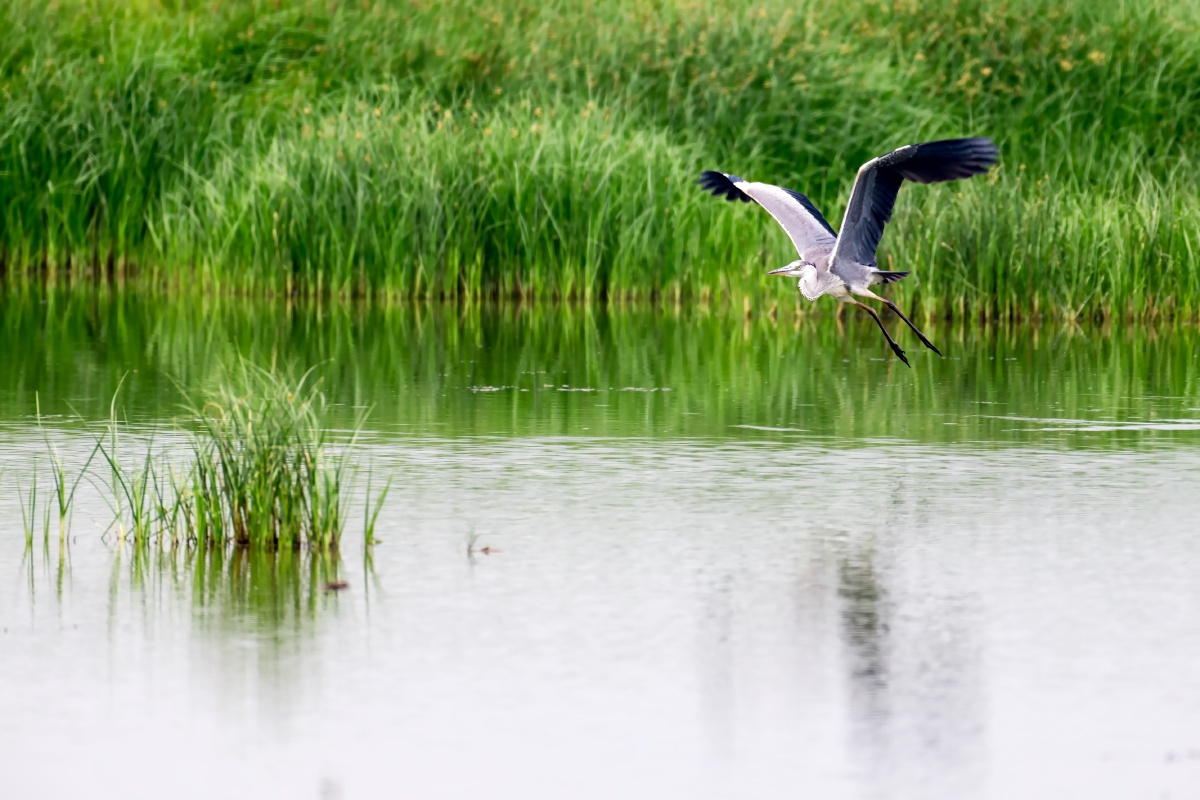 高大瘦削的苍鹭是南方的留鸟北方的夏候鸟