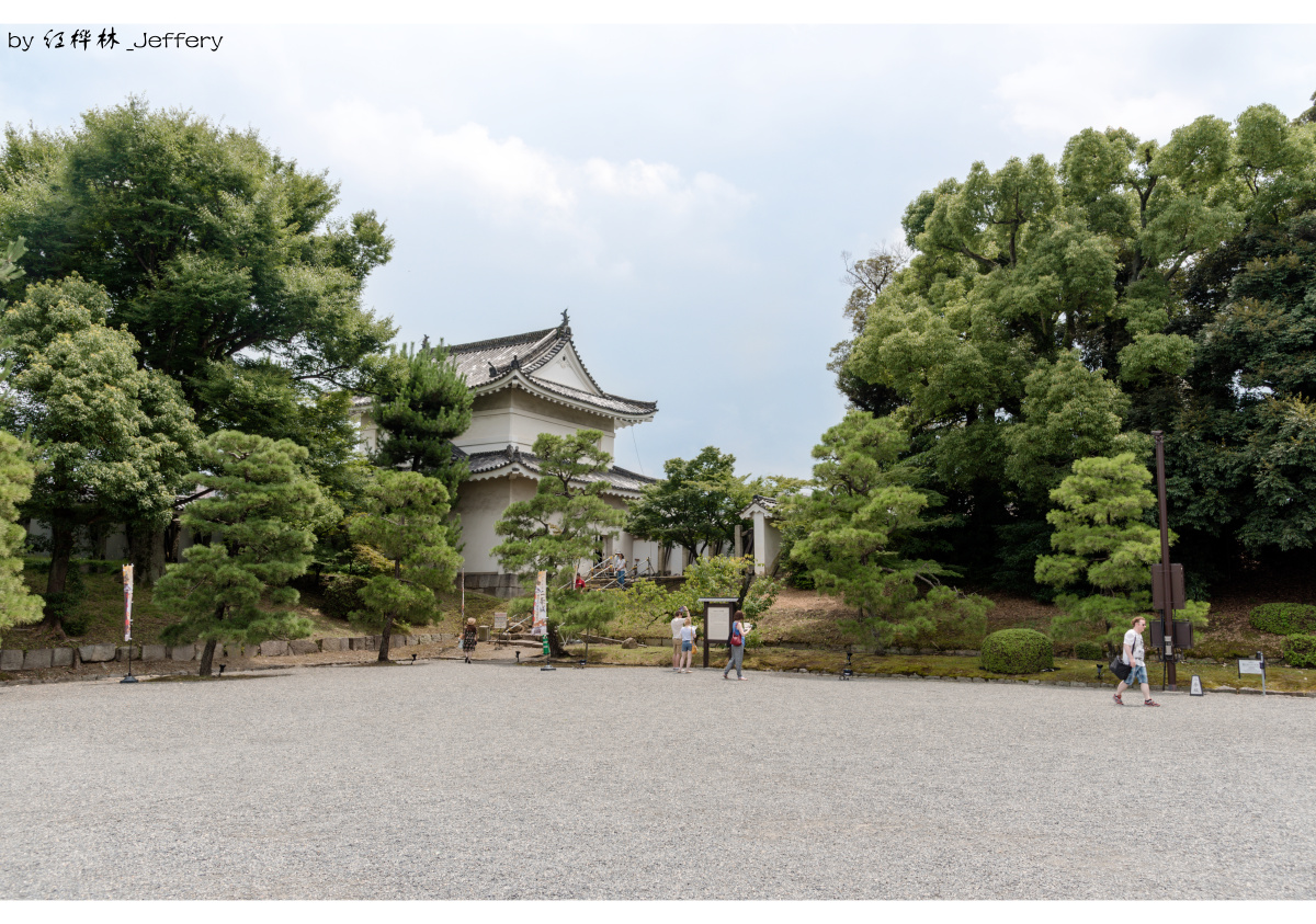 日本黑松园林景观