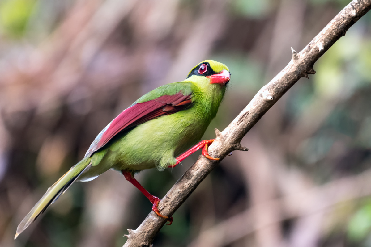黄胸绿鹊印支绿鹊