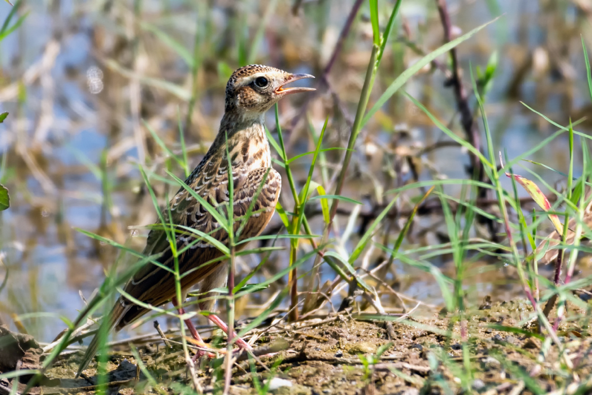 云雀其貌不扬的金嗓子歌手丹麦法国国鸟