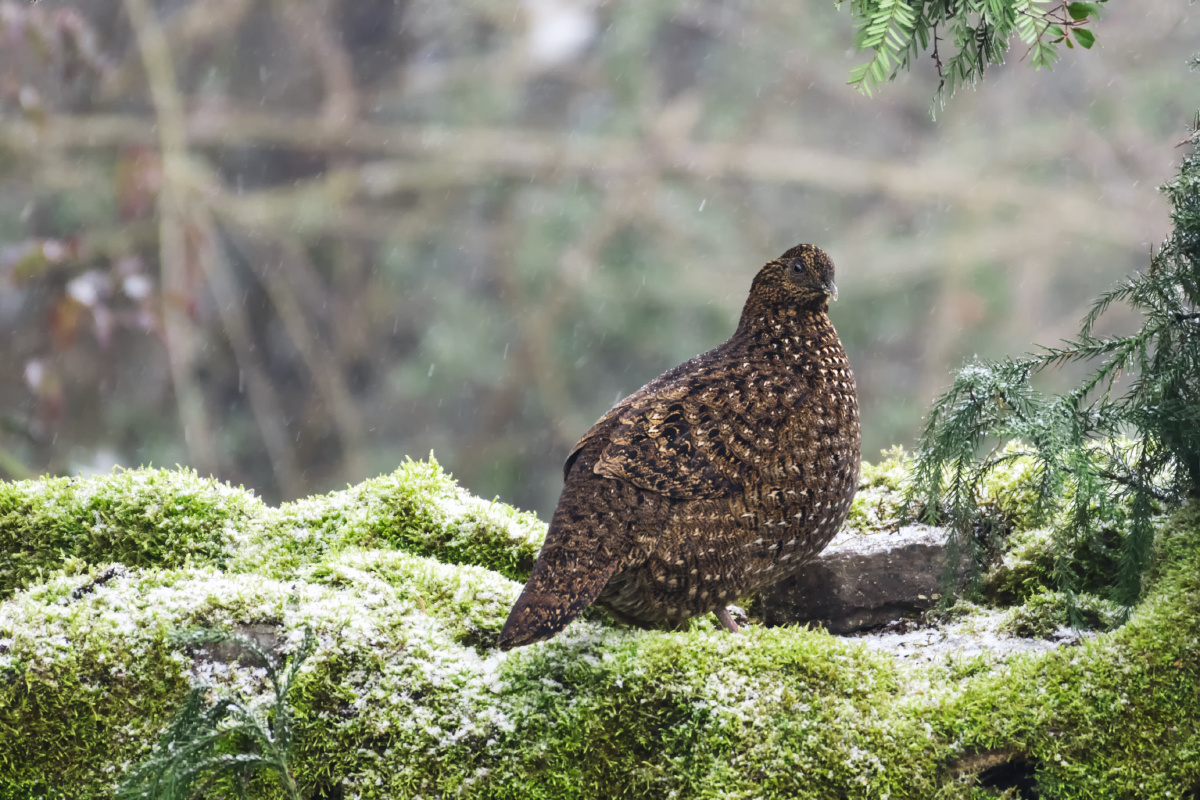 红腹角雉雌鸟国家二级保护动物