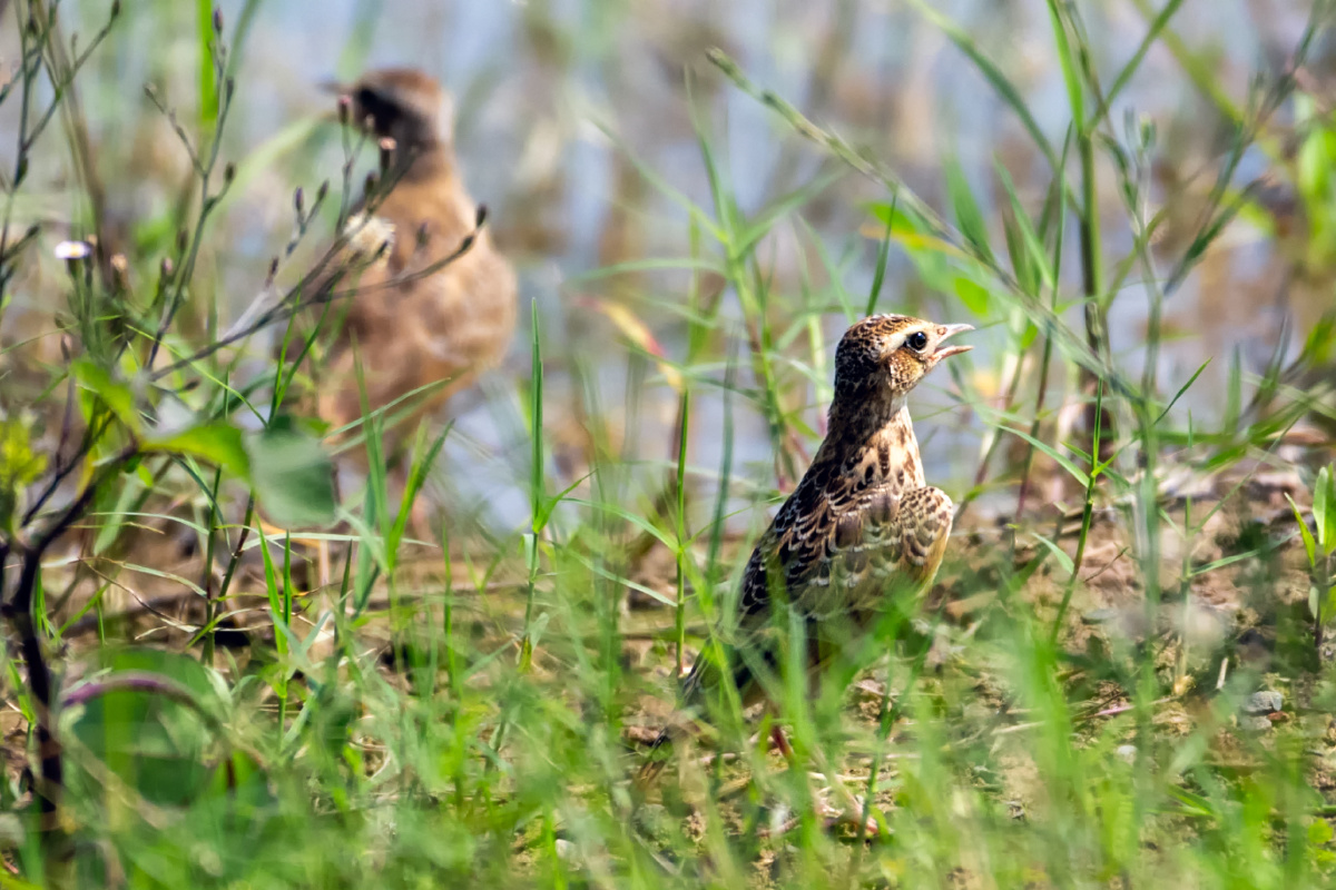 云雀其貌不扬的金嗓子歌手丹麦法国国鸟
