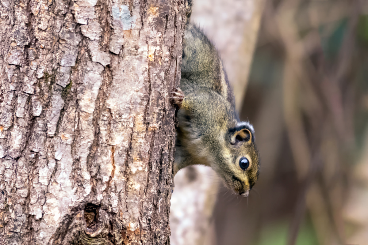 机灵可爱的隐纹花松鼠