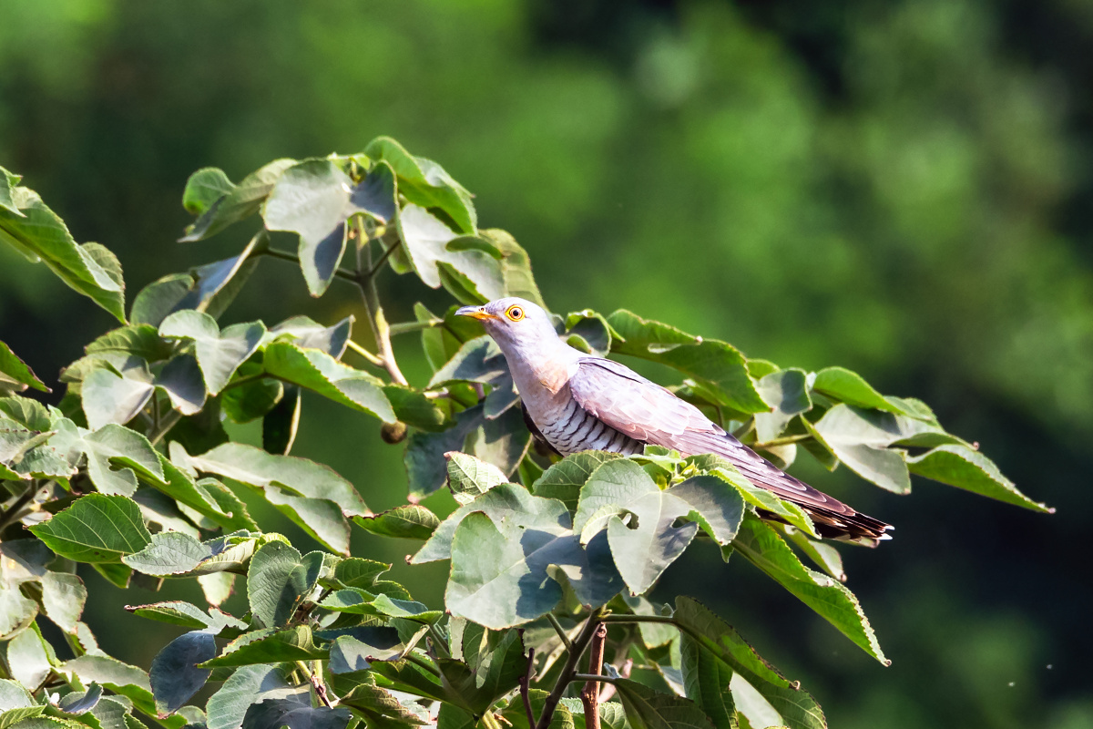 布谷布谷大杜鹃