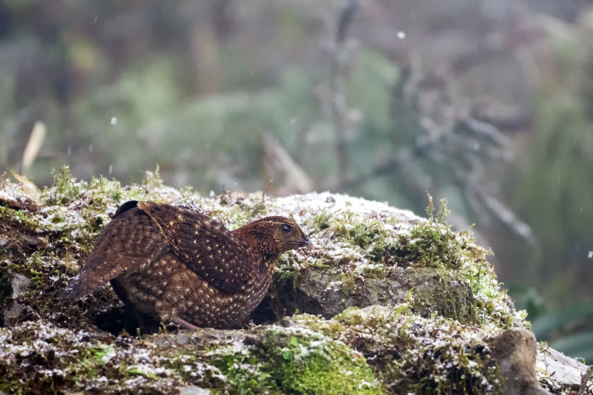 红腹角雉雌鸟国家二级保护动物