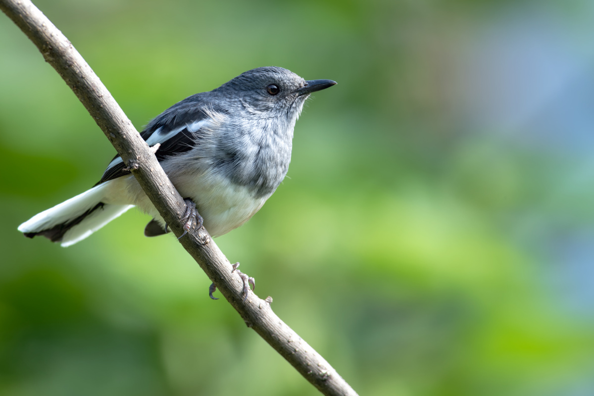 活泼好动的鹊鸲雌鸟