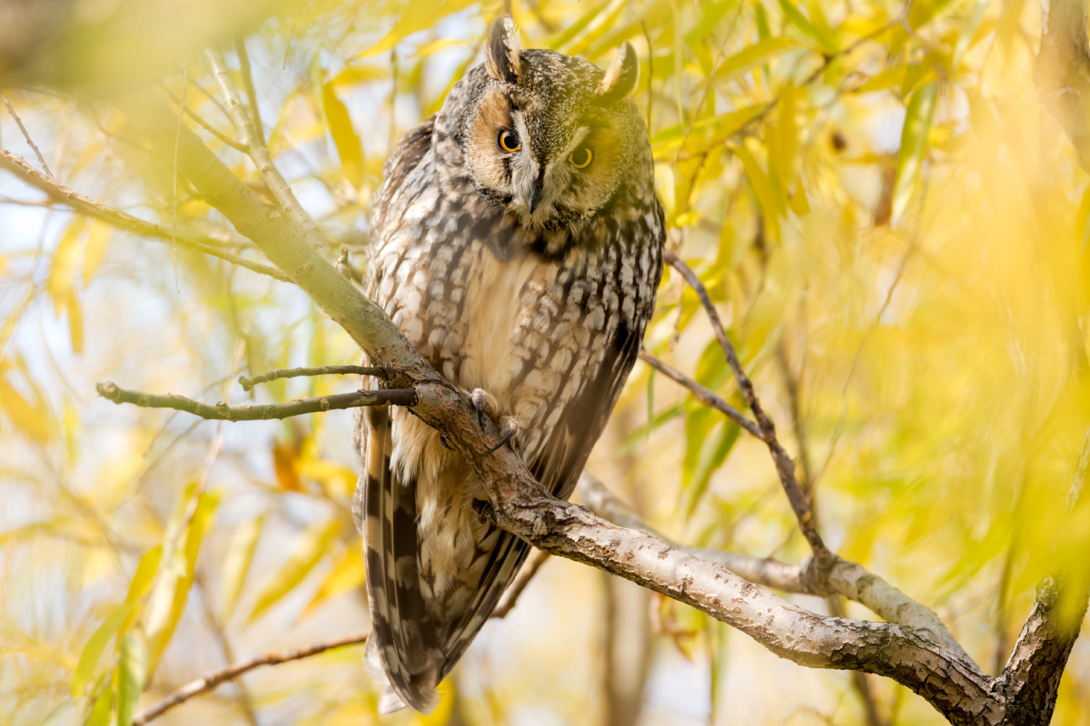 长耳鸮别名长耳木兔有耳麦猫王虎鵵彪木兔夜猫子猫头鹰