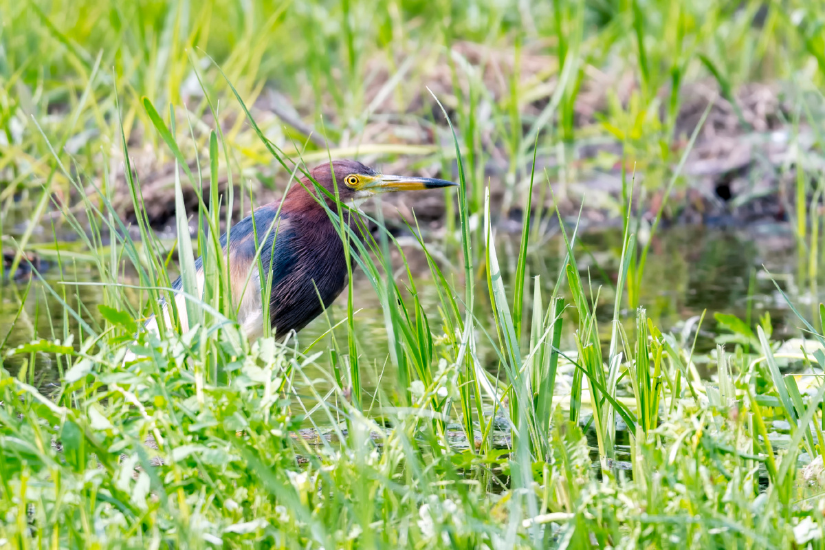 春天来了披着繁殖羽的池鹭