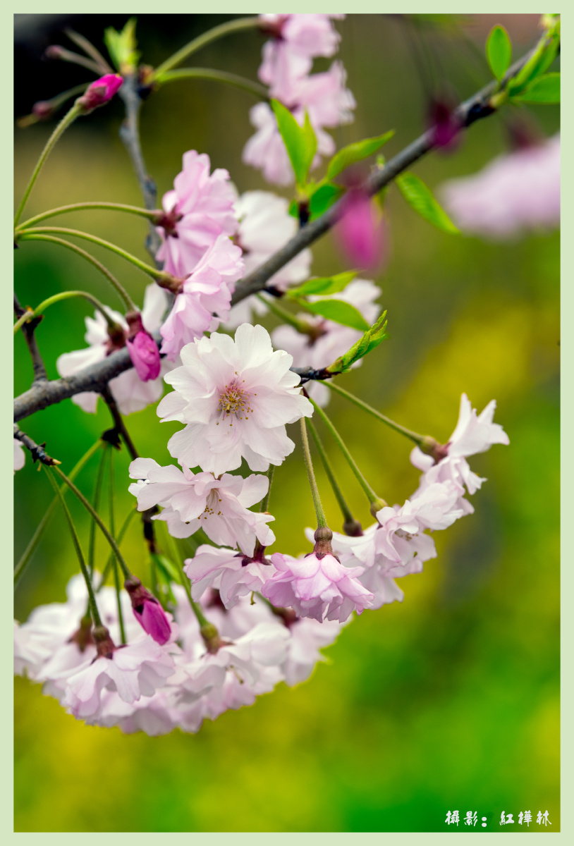 八重红枝垂樱稀有的垂枝樱花新品种