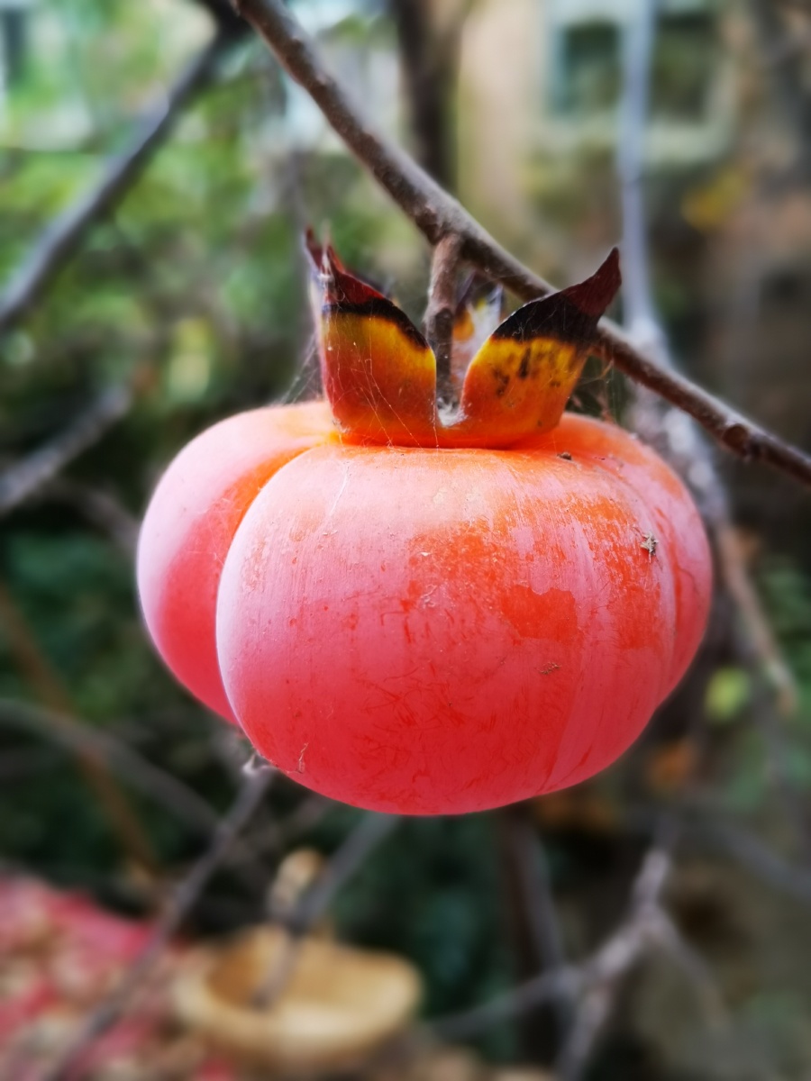 又是一年柿子红柿柿如意笑秋风