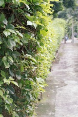 DSCF7395.jpg