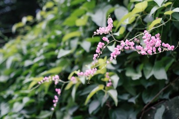 DSCF7421.jpg