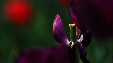 DSC_4296.jpg