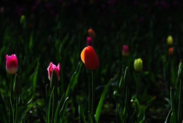 DSC_6803.jpg