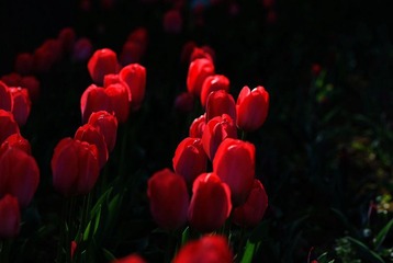 DSC_6816.jpg