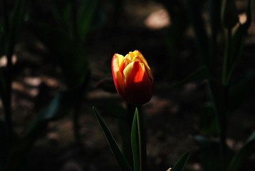 DSC_6837.jpg