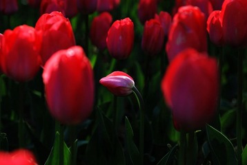 DSC_6818.jpg