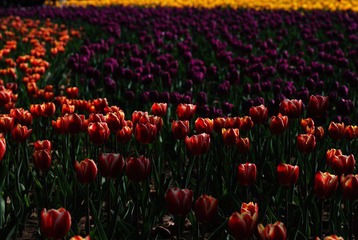 DSC_6834.jpg