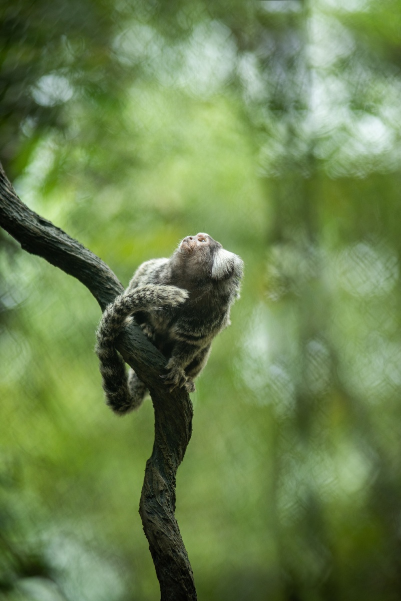 仰望拍摄于长隆野生动物园