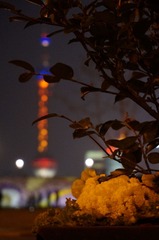 DSC02636.jpg