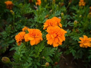 20130704-P1000416.jpg