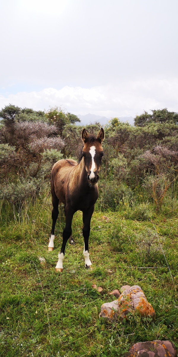 祁连山下的军马这可不是农村的土马哦