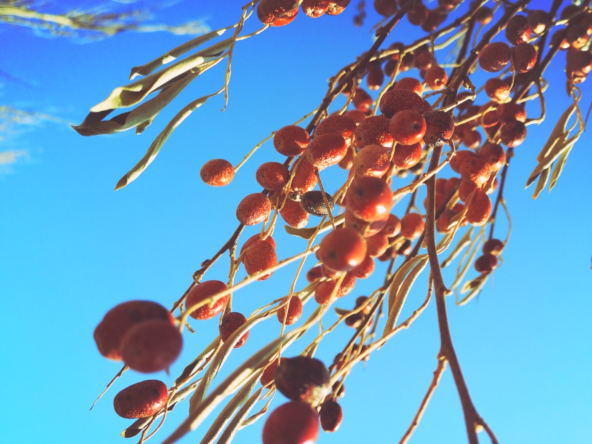 沙枣坚毅的品格火红的果实挂在枝条上面对寒冬