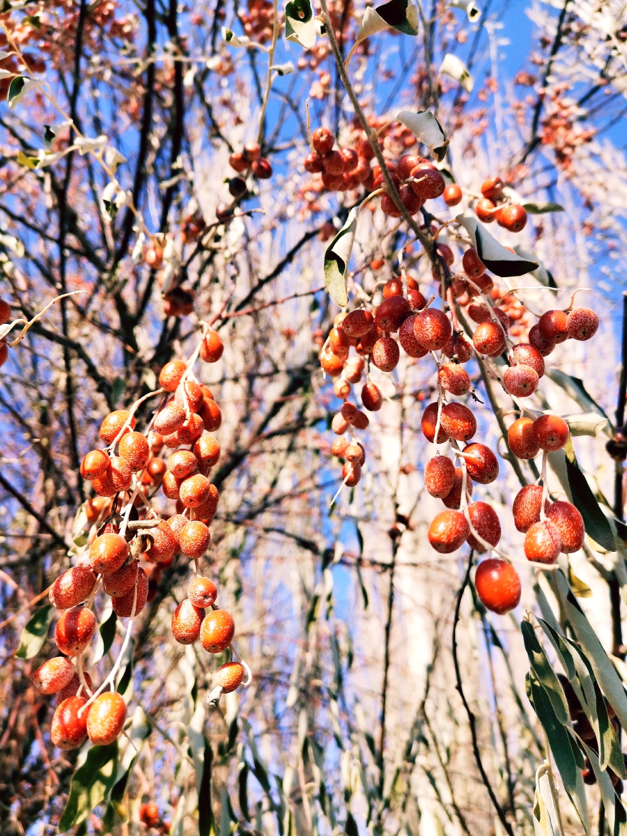 沙枣坚毅的品格火红的果实挂在枝条上面对寒冬