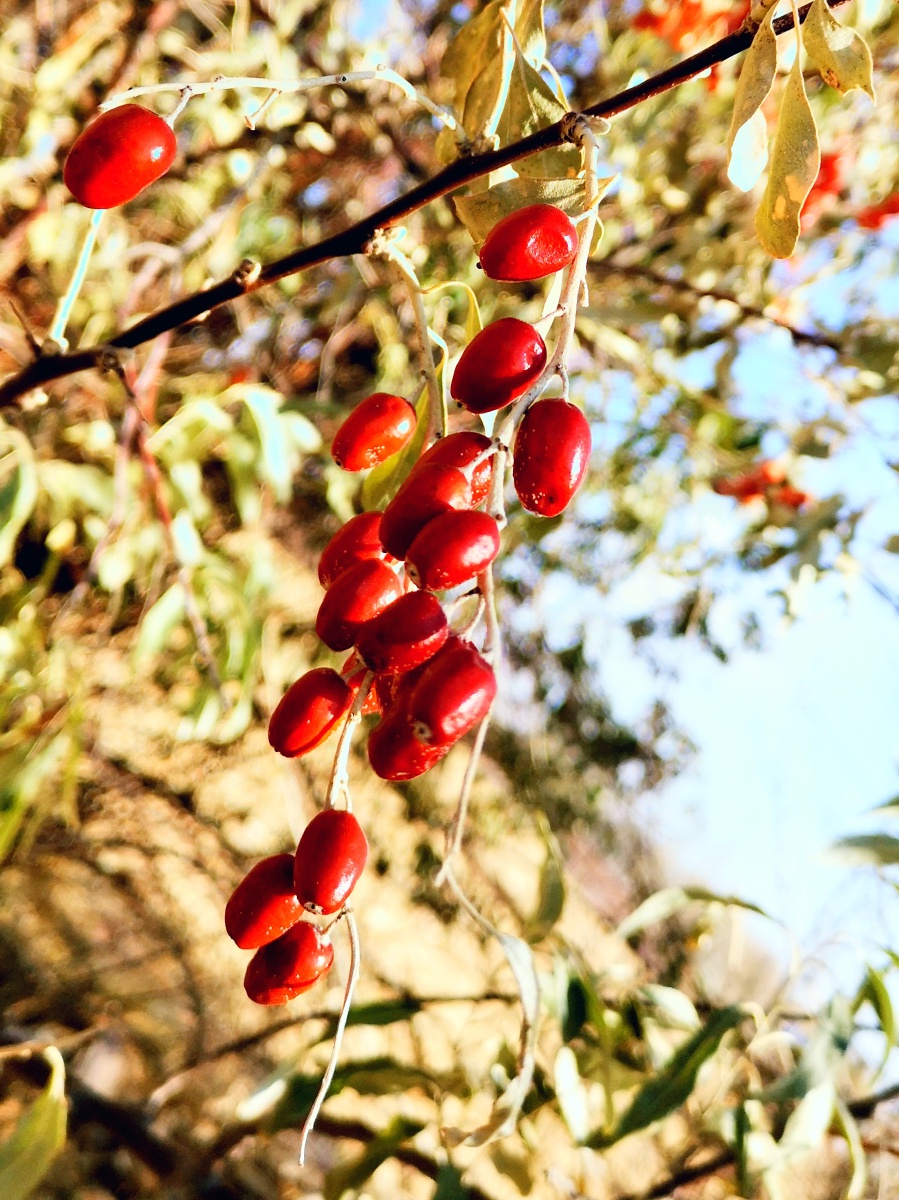 沙枣坚毅的品格火红的果实挂在枝条上面对寒冬