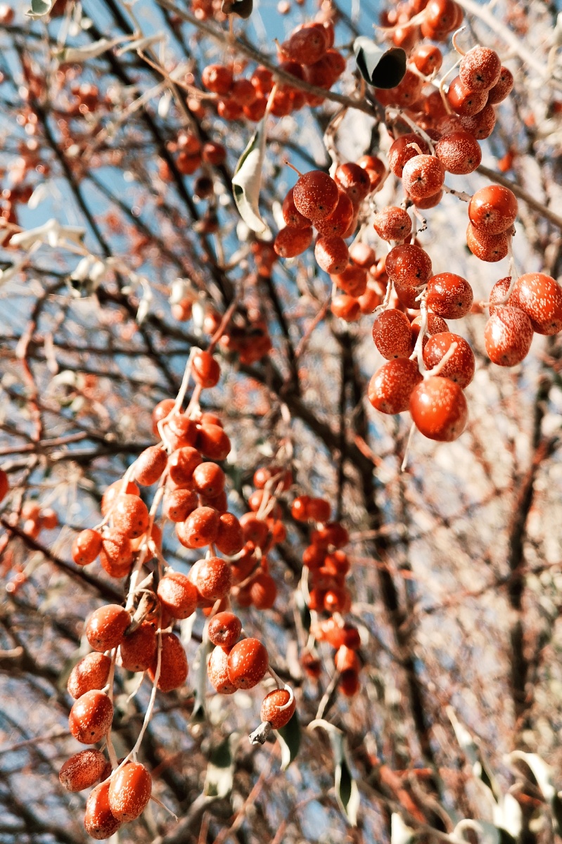 沙枣坚毅的品格火红的果实挂在枝条上面对寒冬